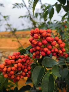 獅子頭大紅袍花椒